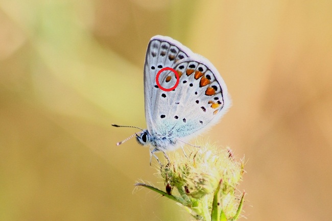 Tutti Polyommatus icarus?